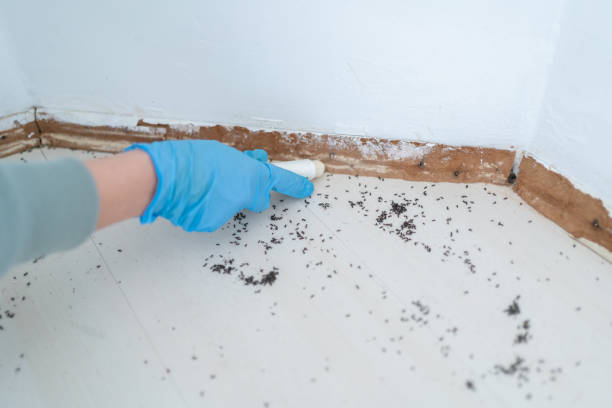Best Termite Control Services  in Southport, NC